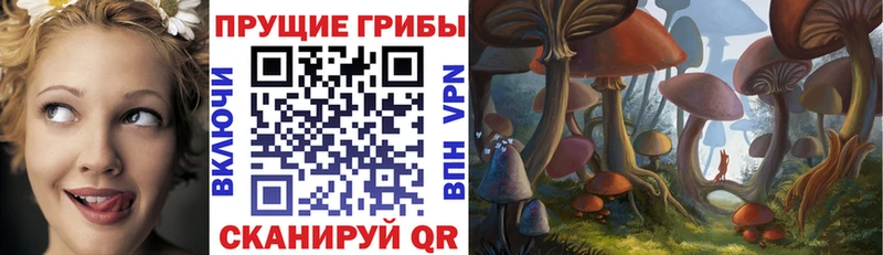 Псилоцибиновые грибы Psilocybe  Жиздра 